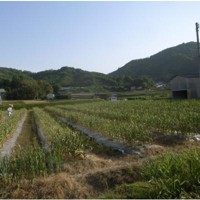 ふるさと納税 さぬき市 熟成　割り黒にんにく　約300g |  | 02