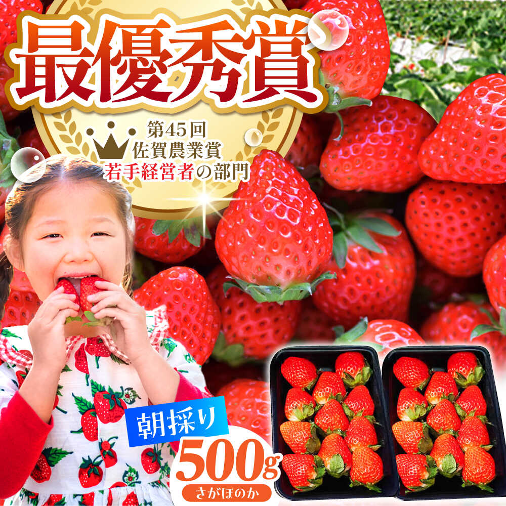【ふるさと納税】【先行予約】【2〜4月発送】朝摘みいちご 500g ( さがほのか 250g 2パック ) 【むらおか農園】 [HAF022] / 食品 フルーツ 果物 いちご 苺 佐賀 さがほのか ブランド 送料無料