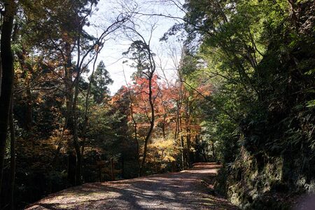 春日山原始林ガイドウォーク 旅行 旅 体験 ツアー 原始林 世界遺産 山 春日山 F-88