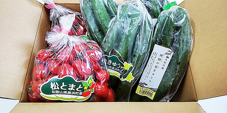 【煙樹の松野菜ブランド】 松とまと（アイコ）松きゅうりセット ※着日指定不可 ※2024年11月中旬～2025年6月上旬頃に順次発送予定