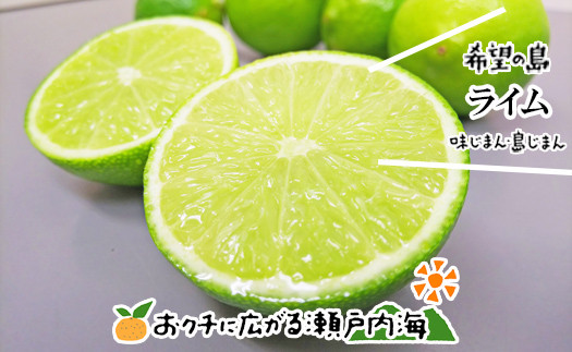 
            【10月上旬から発送予定】希望の島 国産ライム 1kg 小玉～中玉 | 柑橘 ライム  ライム 柑橘 中島 ライム 柑橘 ライム  ライム 愛媛県産 ライム 柑橘 ライム  ライム 
          