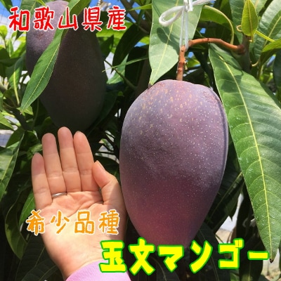 【希少マンゴー】濃厚玉文マンゴー　約1kg(1～3玉入り)【配送不可地域：離島】