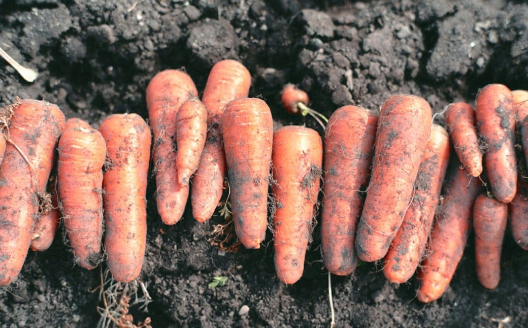 完熟冬にんじんジュース 720ml×6本