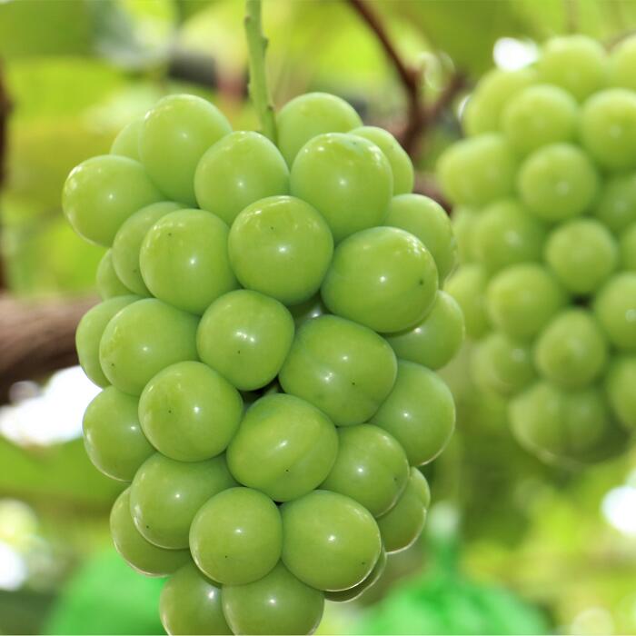 【ふるさと納税】 岡山県産 冷蔵シャインマスカット 選べる 700g以上 (1房) ／ 1.2kg以上 (2房) ／ 1.4kg以上 (2房) ＜11月下旬から12月上旬発送＞