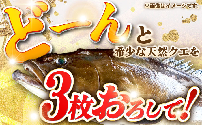 天然クエ（1キロ台・3枚おろし） 《壱岐市》【壱岐島　玄海屋】[JBS039] 魚 刺身 しゃぶしゃぶ  90000 90000円 9万円