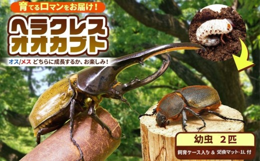 【 先行予約 】 ヘラクレスオオカブト 幼虫 2匹 【  2令後期 〜 3令初期 】（交換マット・1袋付） |  ヘラクレスヘラクレス カブトムシ かぶとむし カブトムシの大様 飼育セット プレゼント 生体 マット付 昆虫 自由研究 観察 飼育 にんにく農園君津 千葉 君津市 きみつ