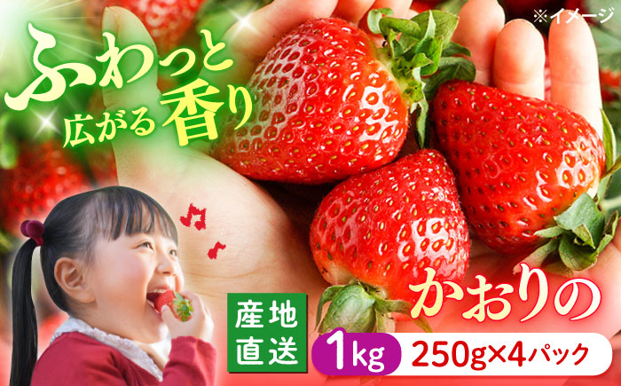 
            【1月より順次発送】いちごかおりの 計1kg （約250g×4パック）＜武藤農園＞ [CFV001] 長崎 西海 イチゴ いちご 贈答 ギフト いちご  長崎 西海 イチゴ いちご 1kg 贈答 ギフト いちご  10000円 1万円以下
          