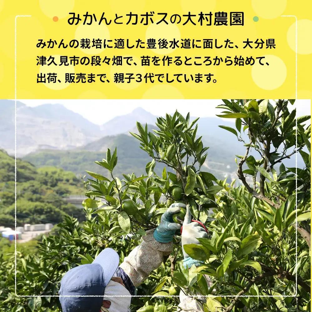 極早生 みかん 大村農園 5kg | みかん 津久見市