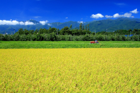 【予約受付】【令和６年米】【新米】長野県産　減農薬栽培コシヒカリ／精米／9kg・9,000円／11月配送