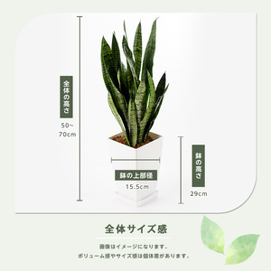 3月上旬～発送【観葉植物】サンスベリア・ゼラニカ50cm～70cm(Green Base/014-1408) 南国鹿児島県で育った 観葉植物！植物 鉢付 インテリア 室内 オフィス おしゃれ プレゼン