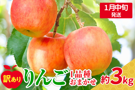 【2026年1月中旬発送】【訳あり】おまかせりんご約3kg（7～12個程度）おまかせ品種 |青森県五所川原市訳ありりんご 3kg家庭用3kg