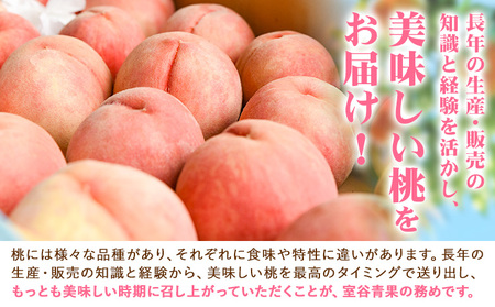 【予約受付】あら川の桃 約2.8kg 室谷青果 《2026年6月下旬-7月中旬頃出荷》 和歌山県 紀の川市