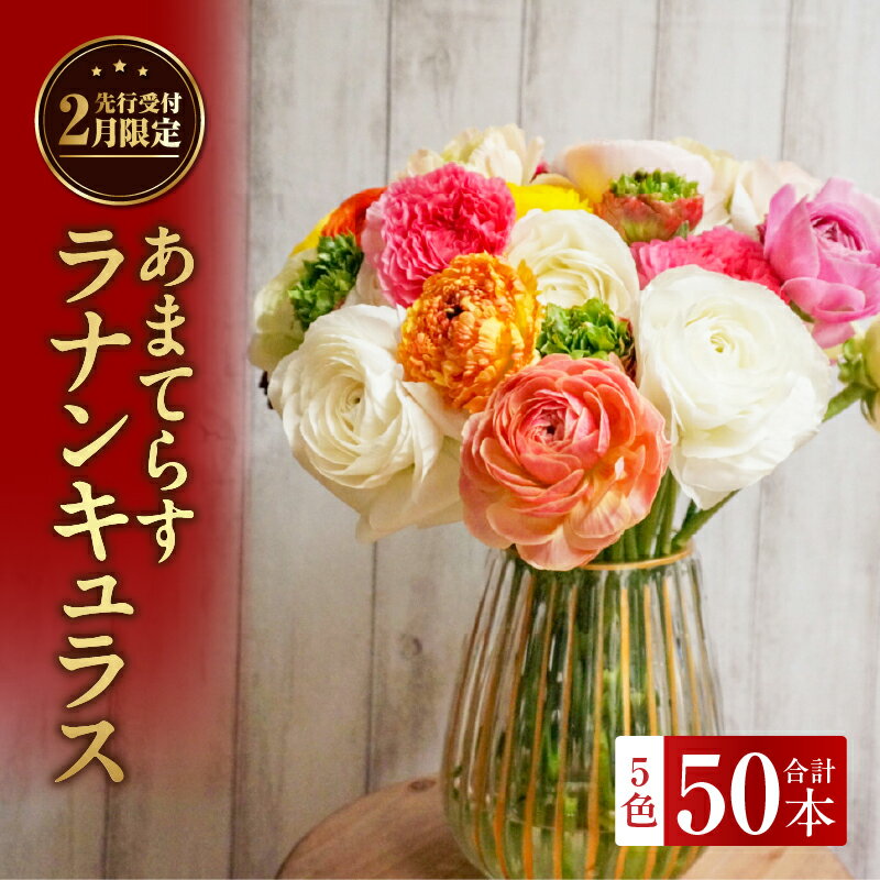 【ふるさと納税】ラナンキュラス（2月限定） あまてらすラナンキュラス 花 お花 フラワー 花弁 贈答 贈り物 ギフト プレゼント お祝い 内祝い 卒業祝い 退職祝い 記念日 結婚記念日 誕生日 節目 門出 花言葉 観賞 観賞用 植物 生け花 宮崎県 高千穂町 送料無料