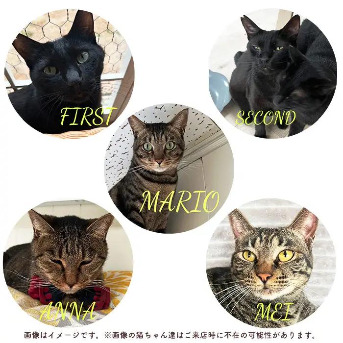 デザートセットチケット2枚 ／ hinacafe 猫カフェ スイーツ ドリンク 保護猫 遊び 触れ合い 写真撮影 まったり 癒し 山口県 No.204