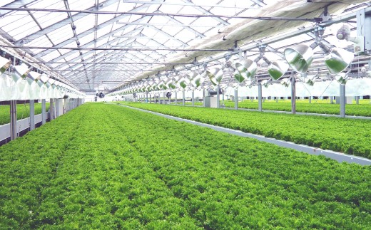 【定期1ヶ月毎3回】水耕栽培 リーフレタス「うるおい野菜」14個セット