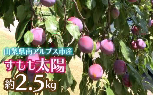 ＜2026年発送先行予約＞すもも太陽 約2.5kg ALPCZ011