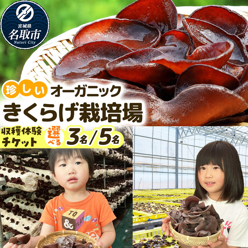 【ふるさと納税】珍しいオーガニックきくらげ栽培場 【選べる体験人数】【簡易書留】 体験 見学 オーガニック 有機栽培 国産 [収穫体験 工場見学 生きくらげ 試食 希少 名取市 ビニールハウス 食育 農業体験 加工品]