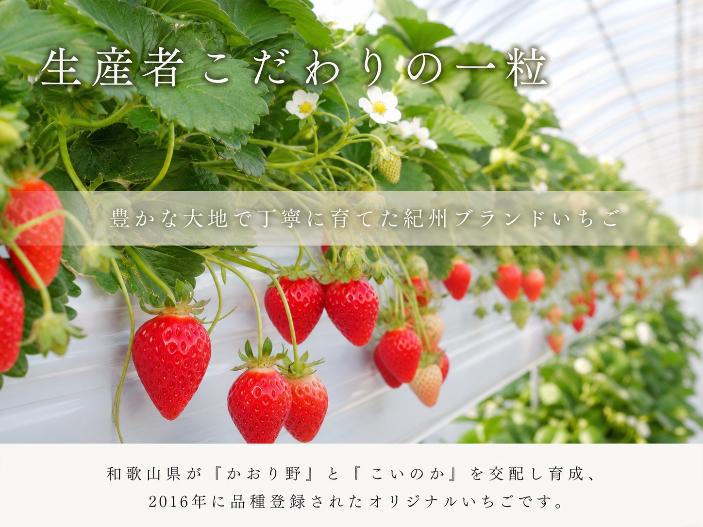 【来シーズン先行予約】紀州和歌山ブランドいちご「紀の香」約250g×4P※2027年1月中旬～2027年3月中旬頃順次発送（お届け日指定不可）【uot868】