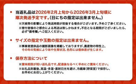 先行予約 いちご 恋のぞみ (250g×2パック) 合計500g 【2026年2月上旬～3月上旬発送予定】熊本県産  冷蔵 小分け いちご 熊本県産 苺 JA熊本うき