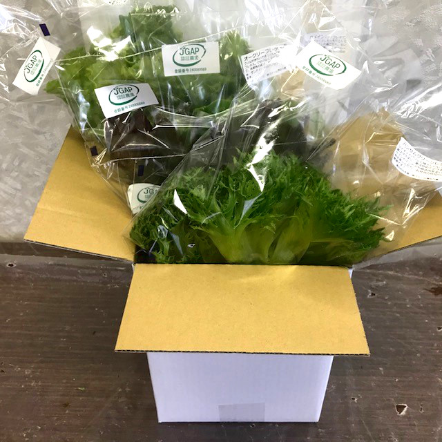 
            20-79【化学農薬を使わない伊勢志摩産水耕栽培野菜】おかげ野菜とドライドレッシングのおまかせセット　
          