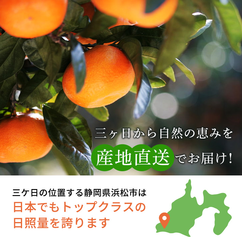 【2025年1月中旬頃より順次発送】三ヶ日みかん 青島 7kg以上【配送不可：離島】