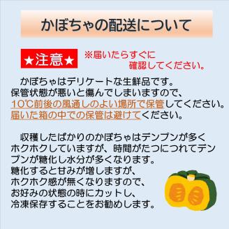 【2024年秋出荷（先行予約商品）】北海道十勝豊頃ホックホクの南瓜 約8kg（4～6玉）栗カボチャ：ブラックのジョー【工房みみずく】"北海道 十勝 豊頃町"