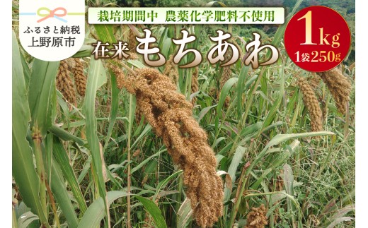 上野原産　在来もちあわ1ｋｇ　～栽培期間中農薬化学肥料不使用栽培 上野原の地形が作った雑穀の歴史～