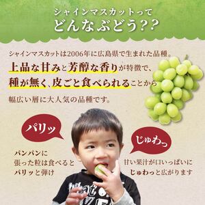 【期間限定発送】 ピオーネ シャインマスカット 2種 食べ比べ セット 約1.8kg