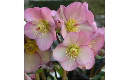 【先行予約】 花 冬の貴婦人 クリスマスローズ 新品種 アーリーローズ 開花株 4.5号 冬 季節 ガーデン ガーデニング 庭 贈答 プレゼント ギフト 植物 2025年12月中旬より発送開始 オンラ