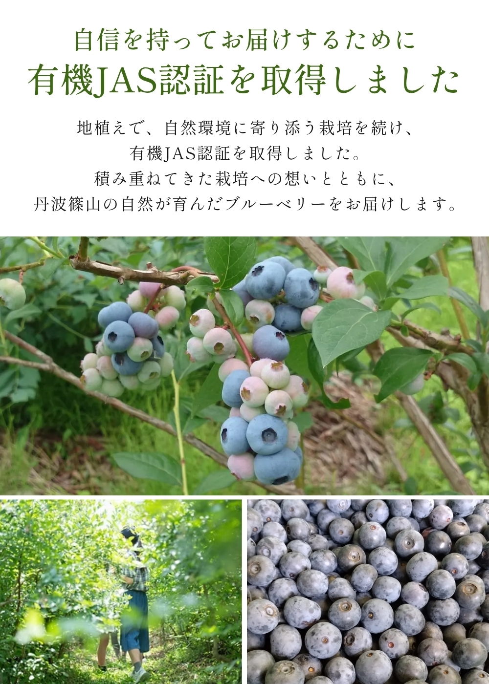 有機JAS〈無農薬〉ブルーベリー500g 冷凍 オーガニック フルーツ 果物 国産 兵庫県丹波篠山市 ベリー類 デザート