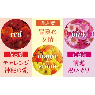 ふるさと納税 碧南市 【ラッピング付】生花 ピンクガーベラ の花束 50本 ギフト H193-002 |  | 03
