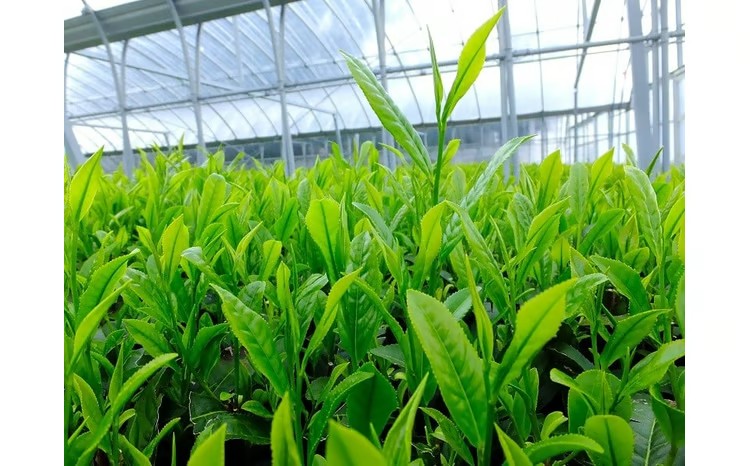 アローマメロンと牧之原茶セット メロン 1玉 果物 フルーツ デザート 牧之原産 深蒸し茶 かぶせ茶 1袋 100g 茶 お茶 のし 熨斗 贈答用 ギフト 小栗農園 牧之原市 静岡県 日本茶 国産 フ