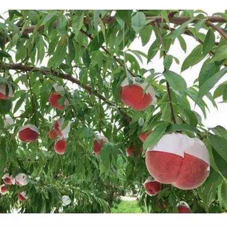【信州中野まつじるし農園】品種おまかせ朝採れ桃 約3kg【配送不可地域：離島】【1621974】