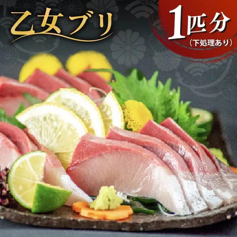 乙女ブリ3kg以上(下処理あり) 小島水産 乙女ブリ 新鮮ブリ ブリ 鰤刺し  鰤しゃぶ 鰤