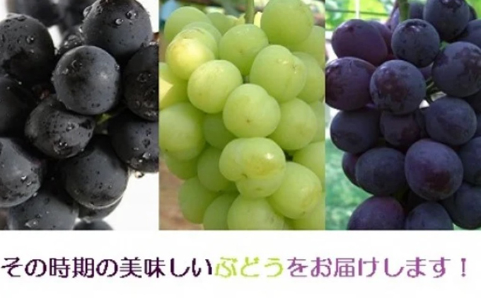 
                  小川ぶどう セット (萩産)  500g
                