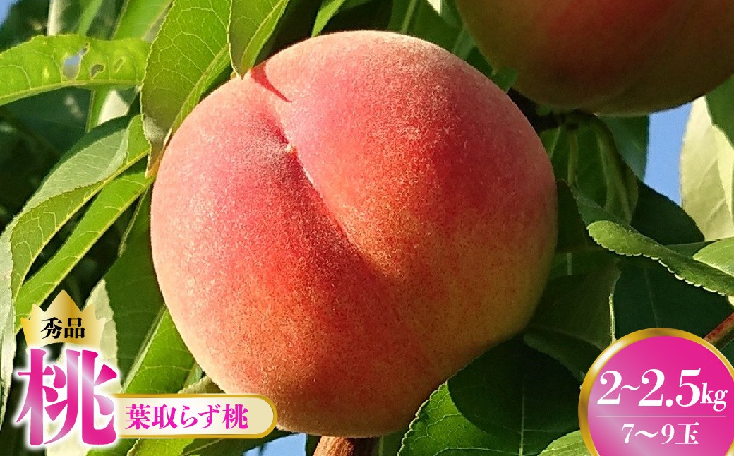 
                  桃（葉取らず桃）２～２.５ｋｇ　0015-2603
                