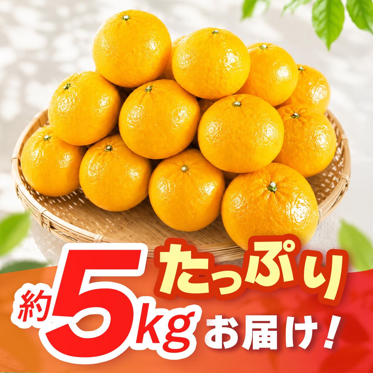【2027年4月中旬より発送開始】甘夏 5kg【みかん 柑橘 フルーツ デザート】(H116143)