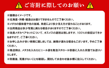 675 メダカ ダルマミックス 10匹 改良メダカ【トリハタめだか】