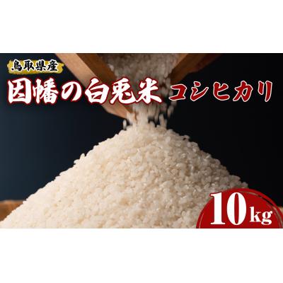 ふるさと納税 境港市 【因幡の白兎米】令和7年産米コシヒカリ10kg(5kg×2袋)