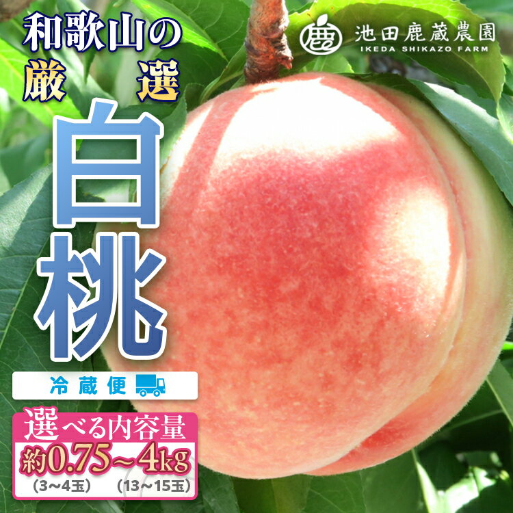 【ふるさと納税】【選べる内容量！】白桃 約0.75kg(3～4玉)・約1kg(4～5玉)・約1.5kg(5～7玉)・約2kg(6～8玉)・約4kg(13～15玉)　和歌山県産 厳選 化粧箱入り ｜ 桃 白鳳 清水白桃 川中島 もも はくとう