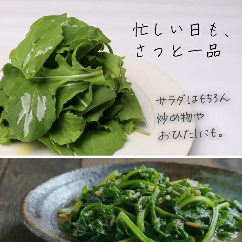 ルッコラ サラダセット | 水耕 栽培 新鮮 葉物 野菜 ドレッシング 南国市