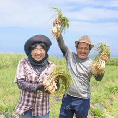 ふるさと納税 嘉手納町 島らっきょうの塩漬け300g |  | 03
