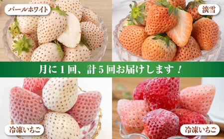 【10月1日金額改定予定！】【先行予約】【全5回定期便】白いちご2種と冷凍いちご / いちご イチゴ 苺 果物 フルーツ 定期便 / 佐賀県ふるさと納税 [41AAZZ004]
