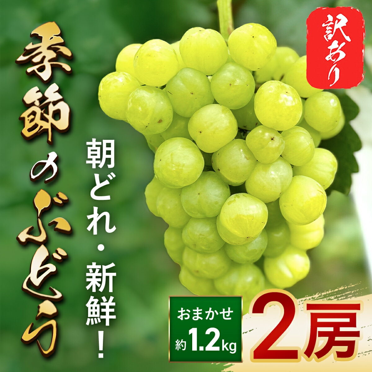 【ふるさと納税】【数量限定】訳あり 朝どれ 新鮮 季節のぶどう おまかせ2房セット（約1.2kg） 期間限定 数量限定 ぶどう ブドウ 葡萄 マスカット おまかせ セット 詰め合わせセット 食べ比べ 果物 フルーツ 訳あり 訳アリ わけあり ワケアリ 兵庫県 朝来市 AS40BG13