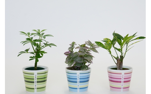 観葉植物 キュートウィンリー 3個 セット [三浦園芸 愛知県 岡崎市 ok23bzw830010] インテリア 水耕栽培 ミニ 植物 ハイドロコーン 発砲煉石 陶器 管理方法 緑のある暮らし 育てやすい 初心者 手軽