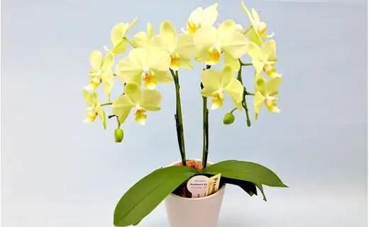 胡蝶蘭 鉢植え イエロー カーリー 2本立 花 ミディ胡蝶蘭  