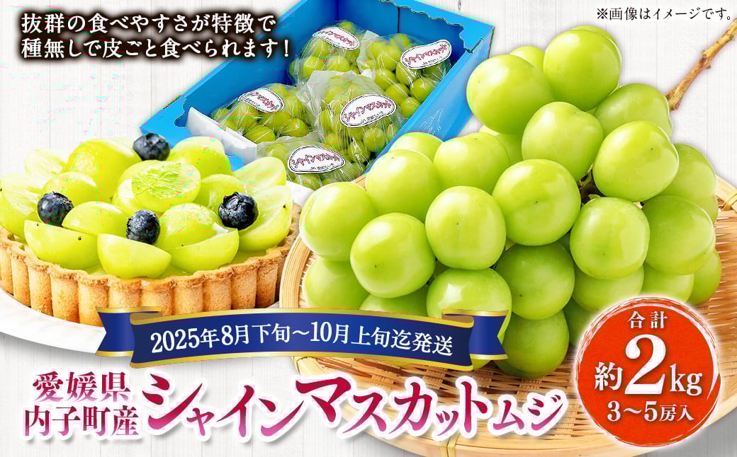 内子町産 シャインマスカット ムジ 3～5房入 約2kg 【2025年8月下旬～10月上旬迄発送】 【えひめの町（超）推し！（内子町）】（444）