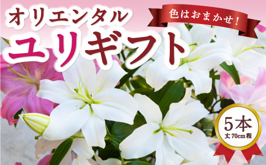後藤花卉園 オリエンタルユリ 2025年4月1日から4月30日　出荷予定