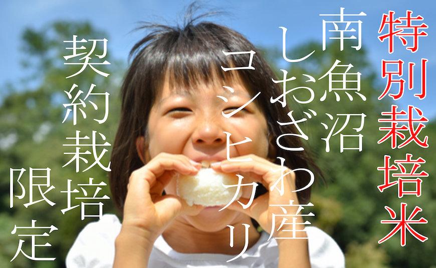 【令和7年産】【定期配送4Kg×12ヶ月】特別栽培 生産者限定  南魚沼しおざわ産コシヒカリ【2025年10月上旬より順次発送予定】