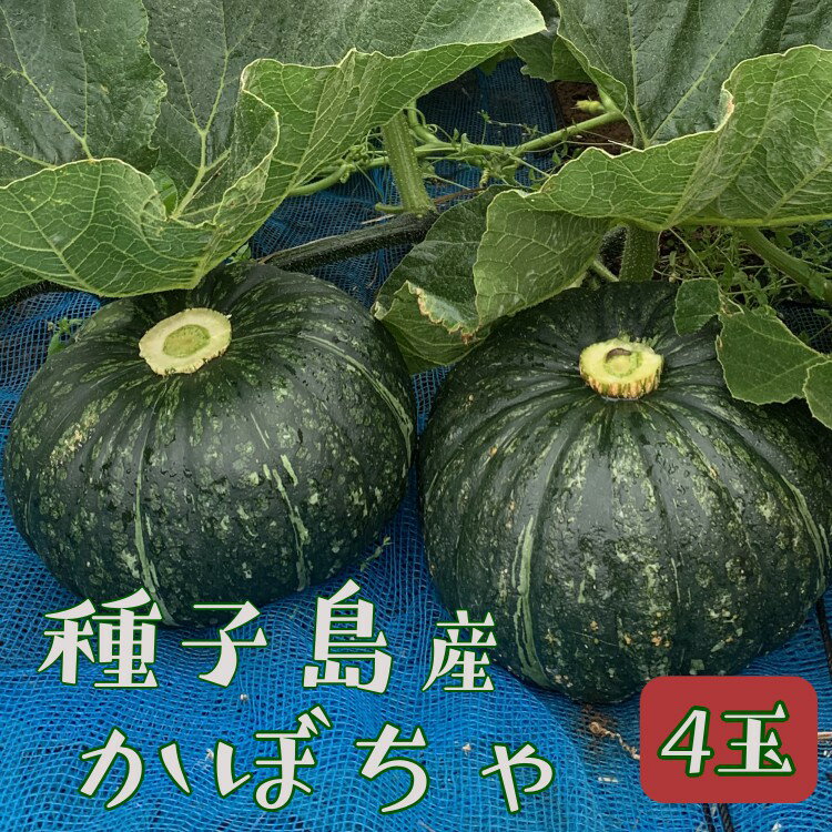 【ふるさと納税】種子島 産 完熟 かぼちゃ ( えびす南瓜 ) 4玉【6月から順次発送開始】
